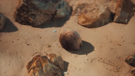 brown-coconut-on-the-beach-sand